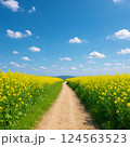 菜の花のある道 124563523