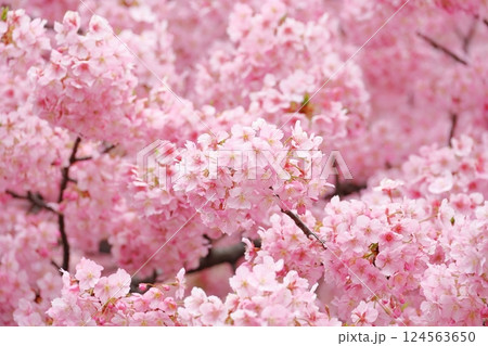 満開の河津桜 124563650