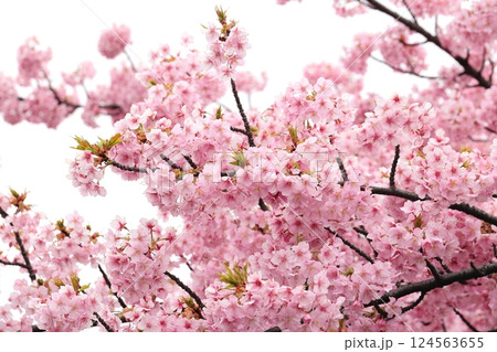 満開の河津桜 124563655