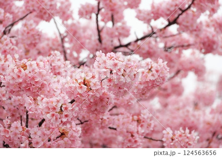 満開の河津桜 124563656