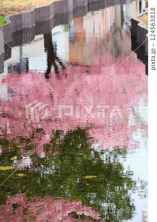 水面に映る満開の河津桜 タテ位置 水面に映る満開の河津桜 タテ位置 124563818