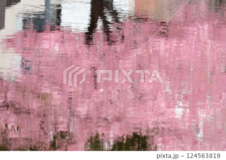 水面に映る満開の河津桜 水面に映る満開の河津桜 124563819