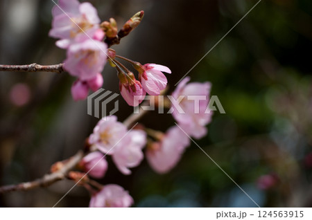 桜 河津桜 (かわづざくら) 化粧咲き前 124563915