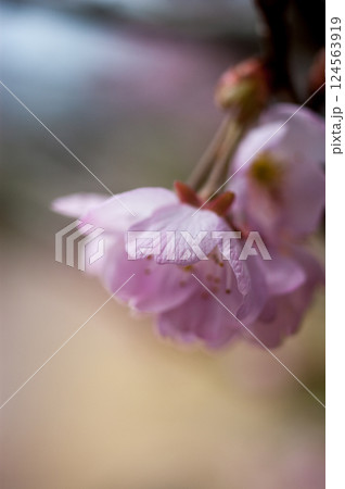 桜 河津桜 (かわづざくら) 化粧咲き前 124563919