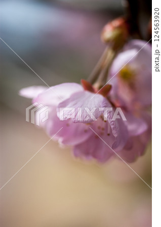 桜 河津桜 (かわづざくら) 化粧咲き前 桜 河津桜 (かわづざくら) 化粧咲き前 124563920