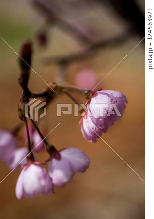 桜 河津桜 (かわづざくら) 化粧咲き前 124563921