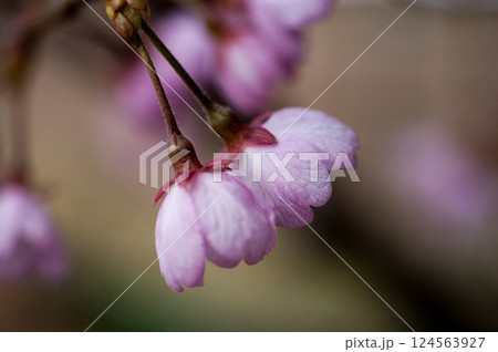 桜 河津桜 (かわづざくら) 化粧咲き前 124563927