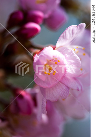 桜 河津桜 (かわづざくら) 化粧咲き前 桜 河津桜 (かわづざくら) 化粧咲き前 124563944