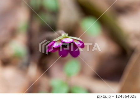 雪割草　ピンク　赤紫 124564028