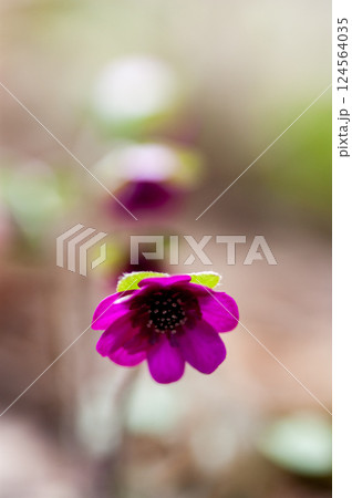 雪割草　ピンク　赤紫 124564035