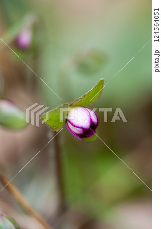 雪割草　ピンク　赤紫 124564051