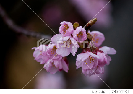 桜 河津桜 (かわづざくら) 化粧咲き前 124564101