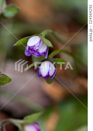 雪割草　紫 124564292