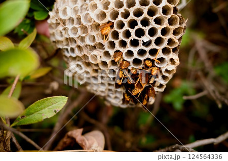 アシナガバチと巣 124564336