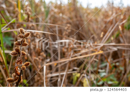 Selective focus on the cocklebur seed pod of a Xanthium plant in the fall. Selective focus on the cocklebur seed pod of a Xanthium plant in the fall. 124564403
