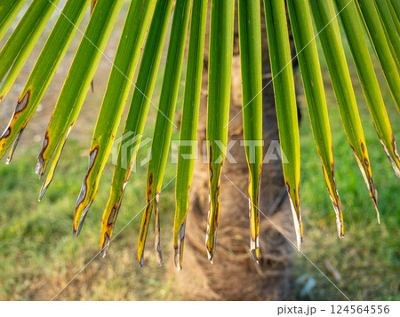 Yellowed tips of palm leaves. Sick leaves. Aging foliage of a tropical tree. 124564556