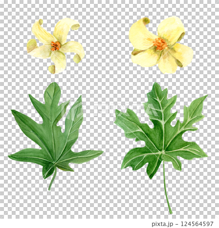 Papaya leaf and white flowers watercolor illustration set isolated on white. Hand drawn tropical nature design element, sketch style. Botanical clipart perfect for cards, posters, decor, eco design 124564597