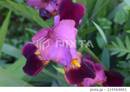 Vibrant Iris Flower with Delicate Shades Vibrant Iris Flower with Delicate Shades 124564661