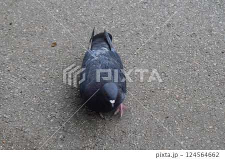 A pigeon is standing on a textured gray pavement. A pigeon is standing on a textured gray pavement. 124564662
