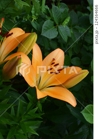 Orange Lily Flower Highlighted Against Dark Soil 124564666