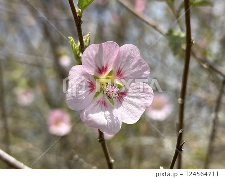 Anisodontea are hollyhock-like plant (lat.- Anisodontea) 124564711