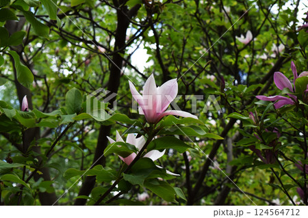 A tree with pink magnolia flowers among green foliage. Pink Magnolias in Green Canopy 124564712