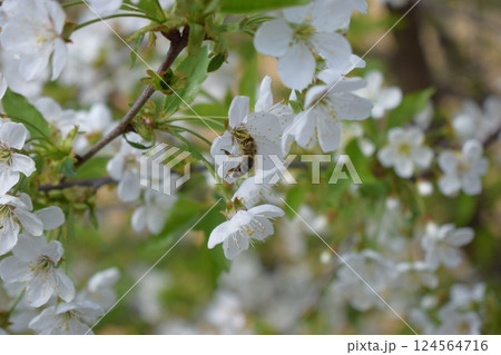 Natural Pollination Scene with Bee and Blossoms Natural Pollination Scene with Bee and Blossoms 124564716