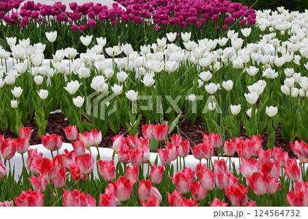 A garden full of tulips arranged in rows of different colors: red, white and purple. Colorful Tulip Garden in Perfectly Ordered Rows 124564732