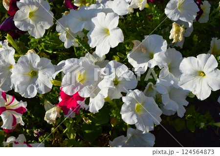 A cluster of vibrant flowers, predominantly featuring white petunias with a few pink and red ones interspersed. Colorful Petunia Cluster in Full Bloom 124564873