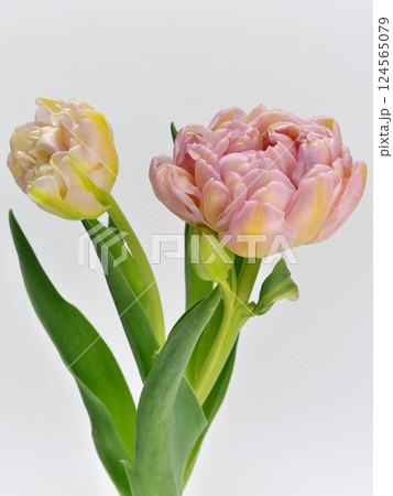 白背景の黄色とピンク色のチューリップ【tulip】 124565079