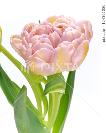 白背景のピンク色のチューリップ【tulip】 124565080