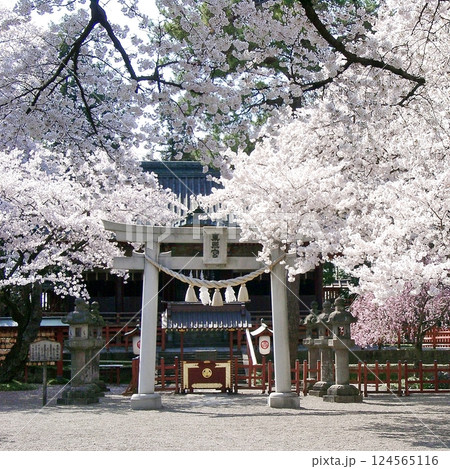 世良田東照宮でサクラ咲く(2012.4.12) 桜手帖 淡いピンク 太田市の県道18号線沿い 世良田東照宮でサクラ咲く(2012.4.12) 桜手帖 淡いピンク 太田市の県道18号線沿い 124565116