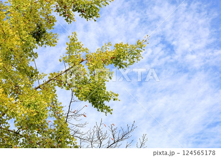 黄葉　イチョウの葉　銀杏の実　秋空 124565178