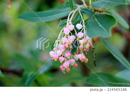 可愛い　イチゴノキの花 124565186