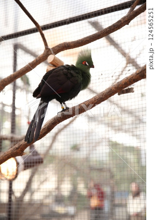 体の割に足が細いエボシドリ 124565251