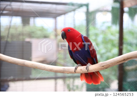 オオハナインコの見つめる先には オオハナインコの見つめる先には 124565253