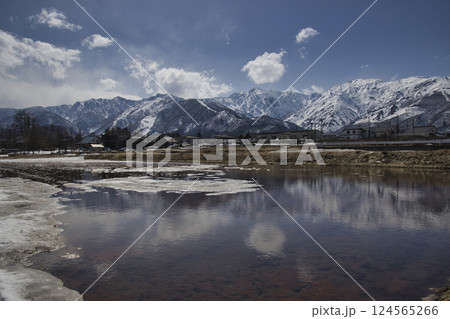 唐松岳・五竜岳と田んぼ　雪解けが進む美しい白馬の春の風景　長野県白馬村 124565266