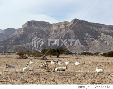 A herd of scimitar oryx (Oryx dammah) in the Yotvata Hai-Bar Nature Reserve 124565318