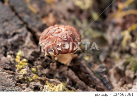 古木に生える野生の椎茸 古木に生える野生の椎茸 124565361