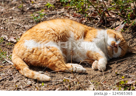 公園で昼寝をする猫 124565365