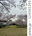 満開の桜の下にある公園 124565393