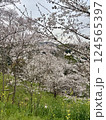 桜と菜の花が咲き乱れる春の風景 124565397