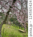 春の訪れを告げる河津桜 124565424