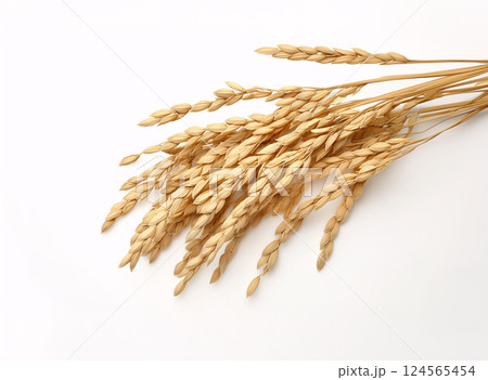 稲穂 124565454