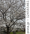 満開になった桜の木 124565461