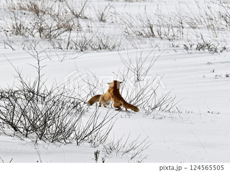 雪原のキタキツネ 雪原のキタキツネ 124565505