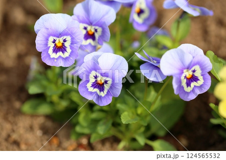 可愛い　ビオラの花 124565532