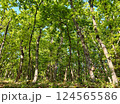 Beautiful photo of a green oak forest 124565586