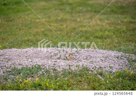 prairie dog mound in an open grassed area with a hole prairie dog mound in an open grassed area with a hole 124565648