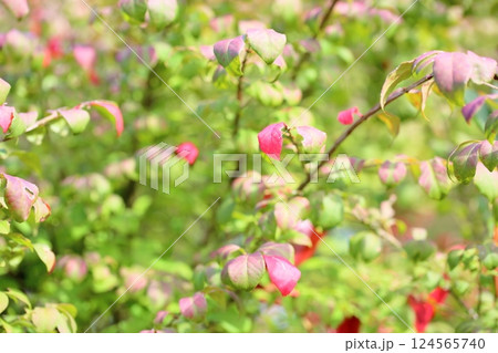 紅葉 コマユミの葉 紅葉 コマユミの葉 124565740